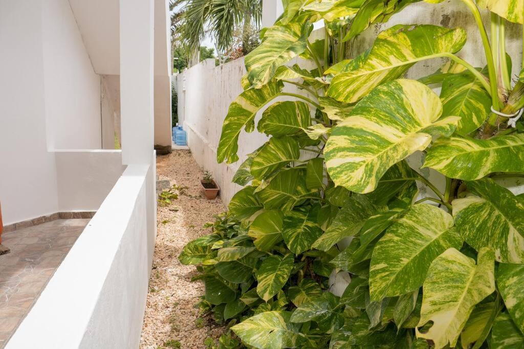 Villa Caribe Bayahíbe Eksteriør billede